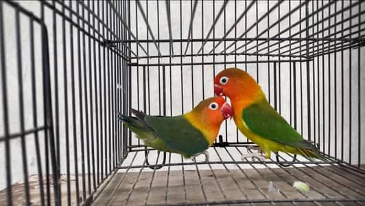 Full Lovebird Setup - 3 Active Pairs with Big Cage & Nests