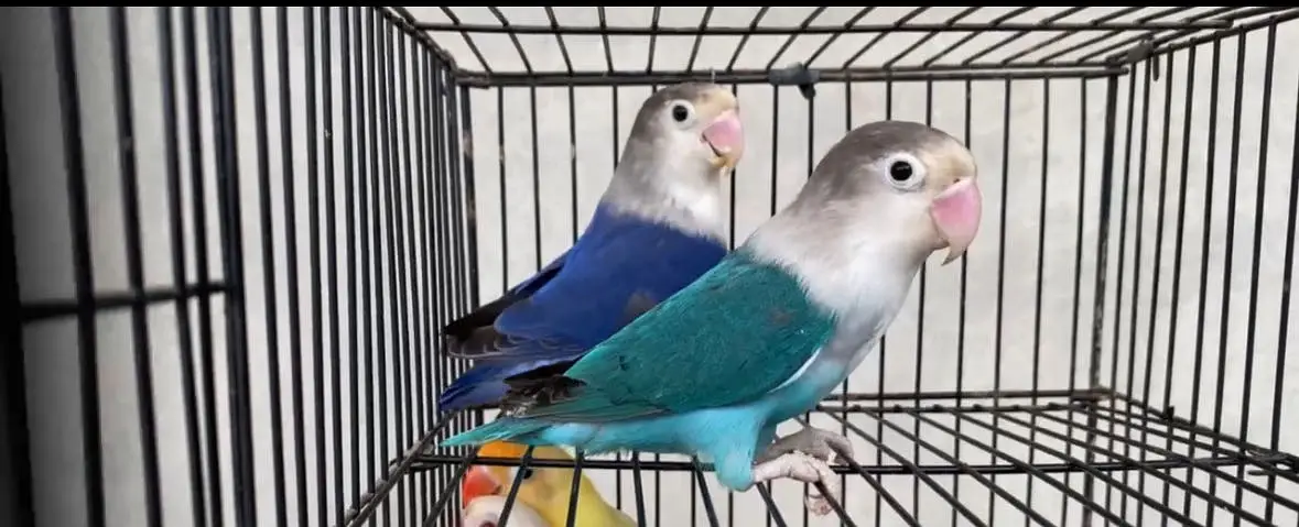 Full Lovebird Setup - 3 Active Pairs with Big Cage & Nests — photo 2