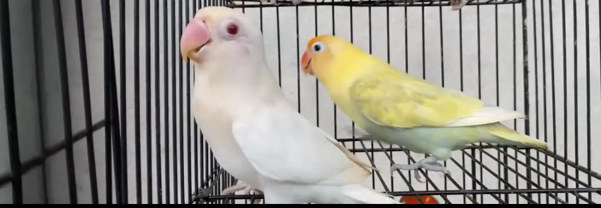 Full Lovebird Setup - 3 Active Pairs with Big Cage & Nests — photo 3