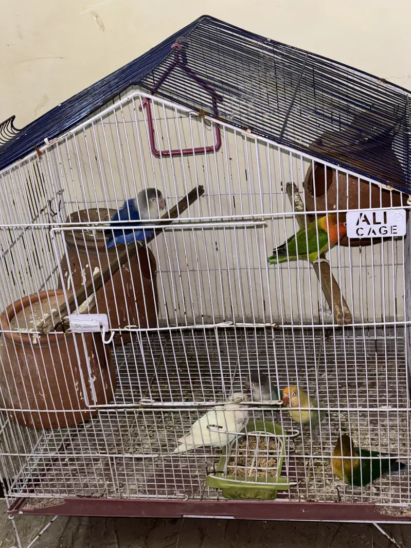 Full Lovebird Setup - 3 Active Pairs with Big Cage & Nests — photo 4