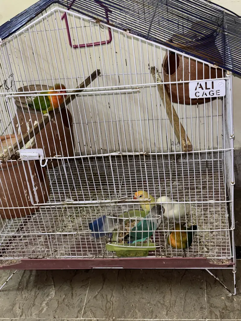 Full Lovebird Setup - 3 Active Pairs with Big Cage & Nests — photo 5