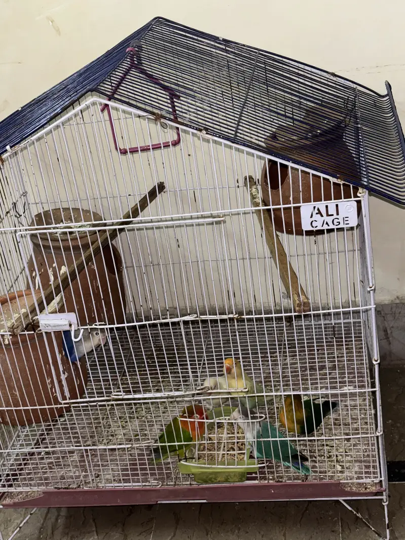 Full Lovebird Setup - 3 Active Pairs with Big Cage & Nests — photo 6