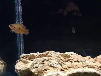 chiclid fish