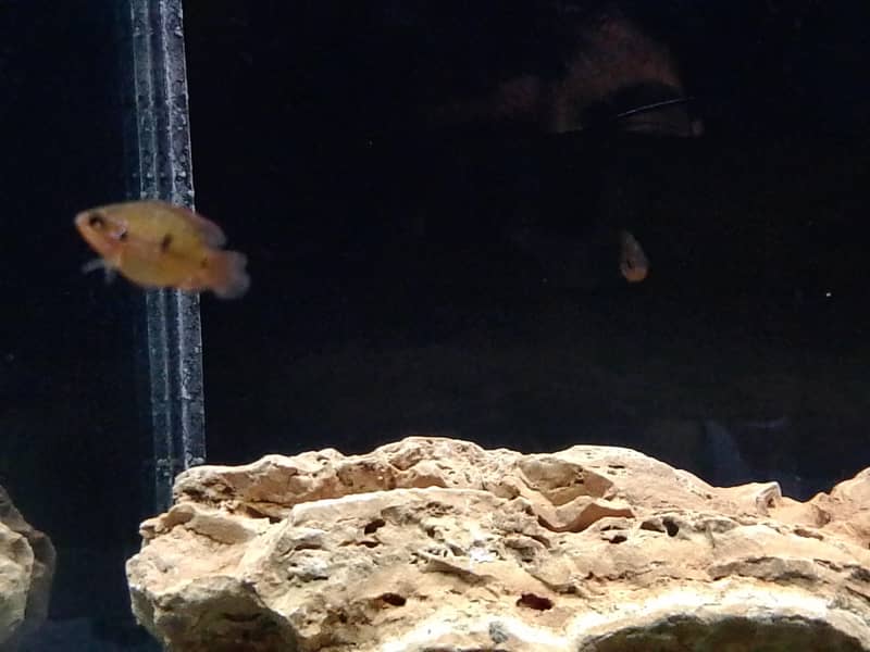 chiclid fish 0