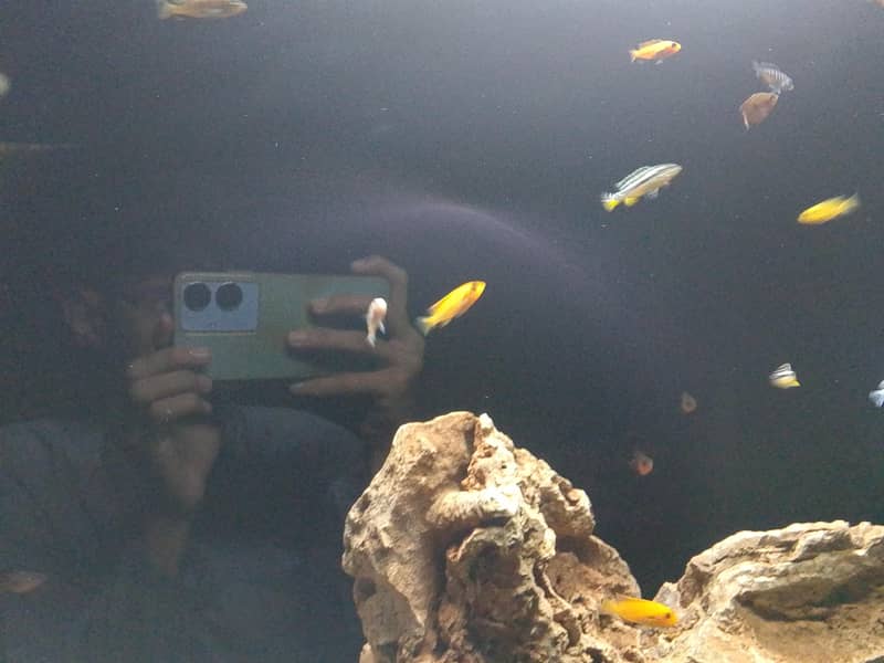 chiclid fish 1