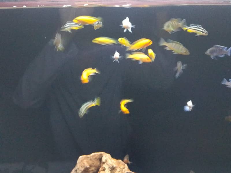 chiclid fish 2