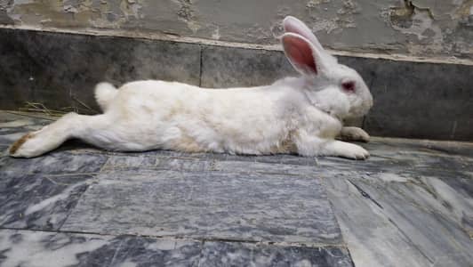 big size new Zealand or junglee rabbits