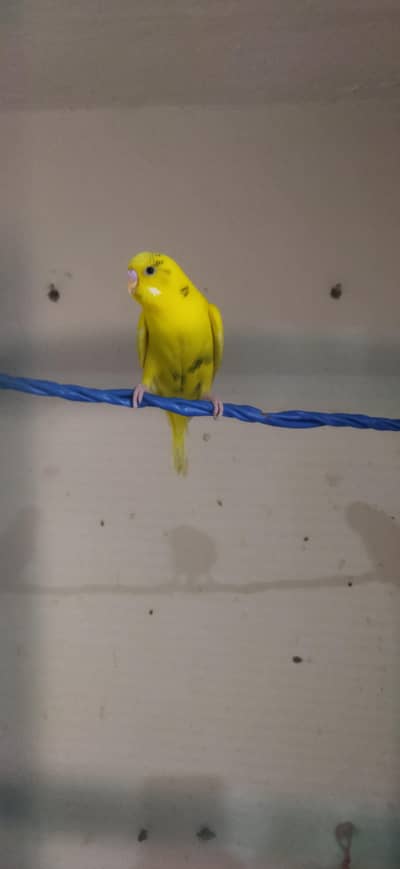 Australian parrot available for sale