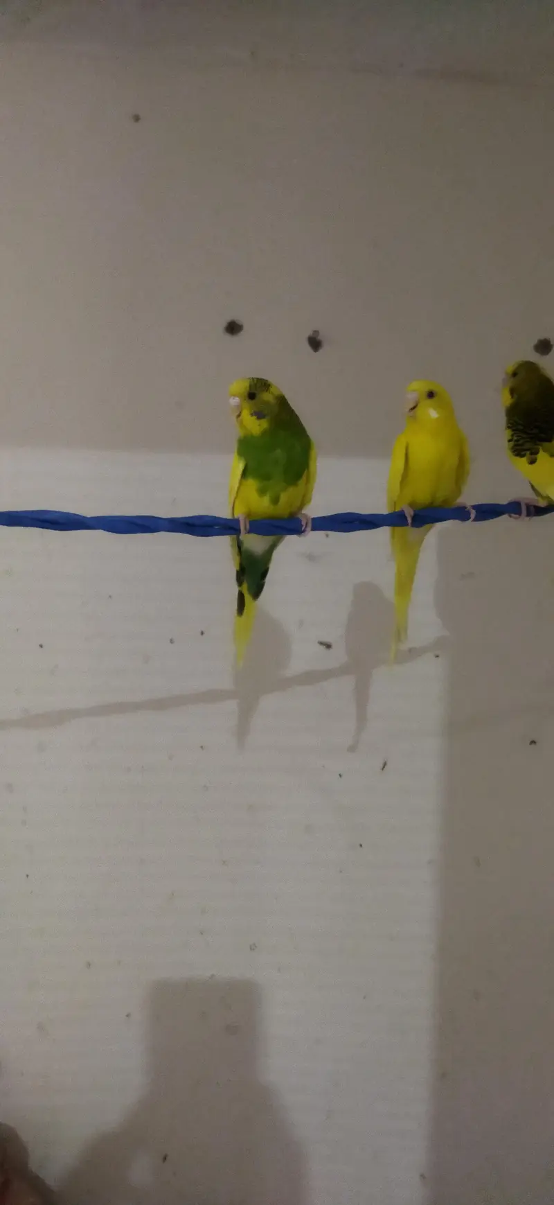 Australian parrot available for sale — photo 2