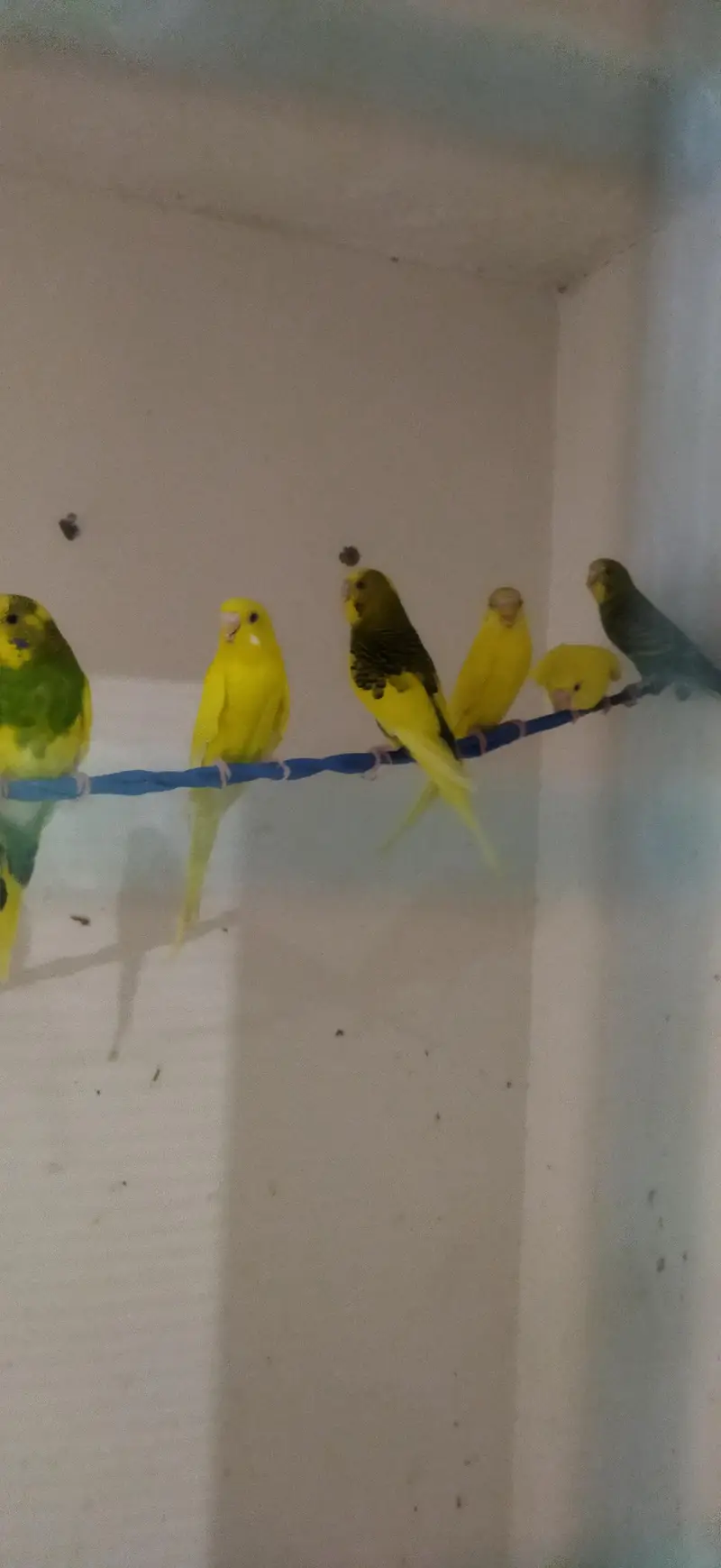 Australian parrot available for sale — photo 3