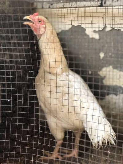 aseel heerabared female good quyalti