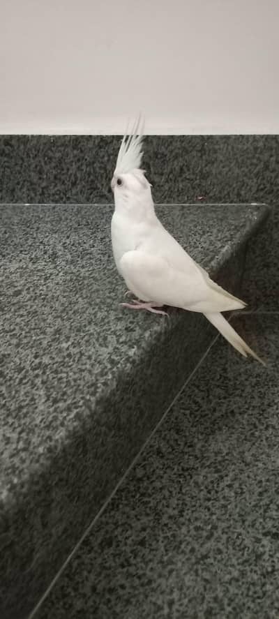 white cocktail