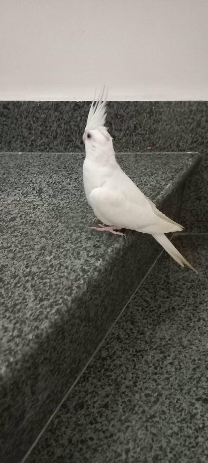 white cocktail 0