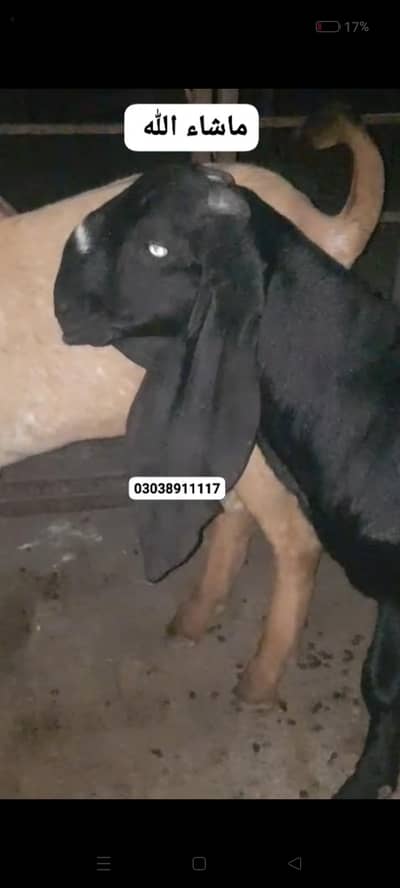 Top Quality Amritsari breeder jori|بیتل بکرا|Qurbani2027/Desi beetal/