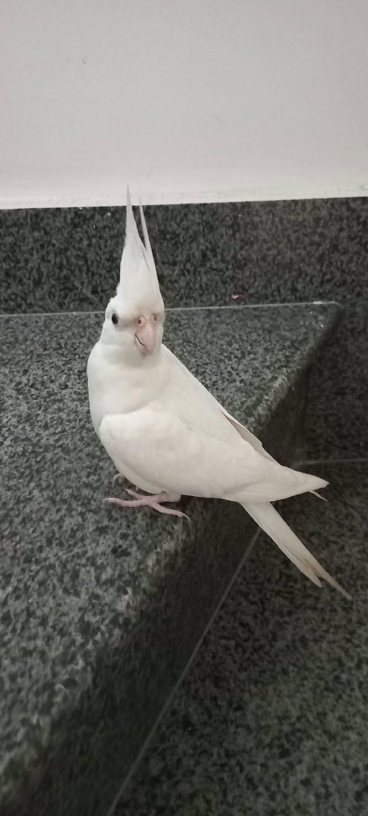 white cocktail 1