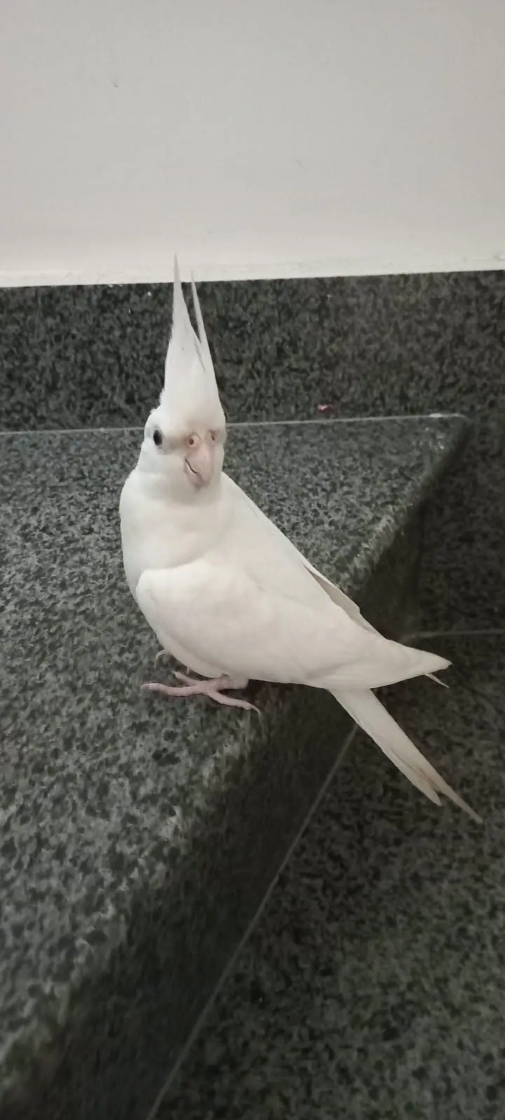 white cocktail — photo 2