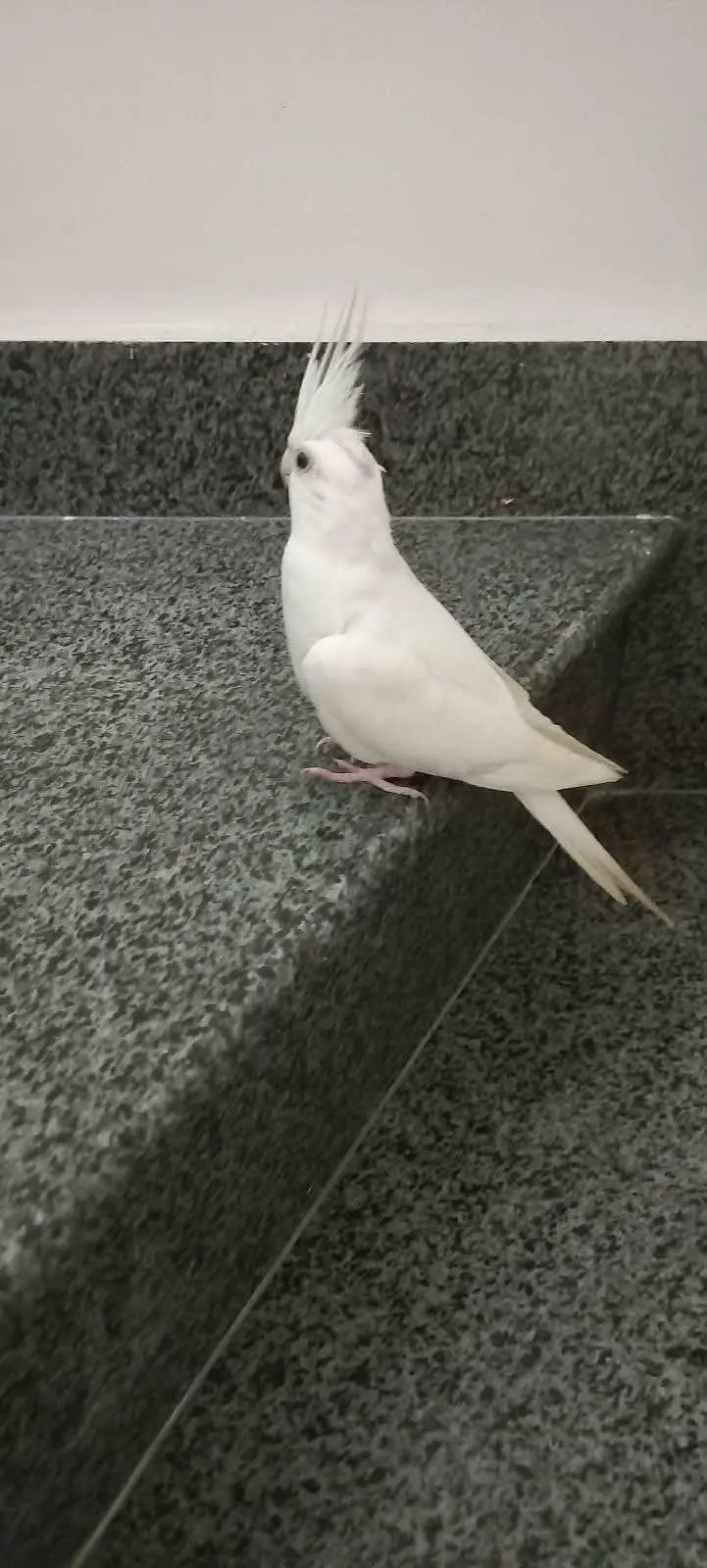white cocktail — photo 3