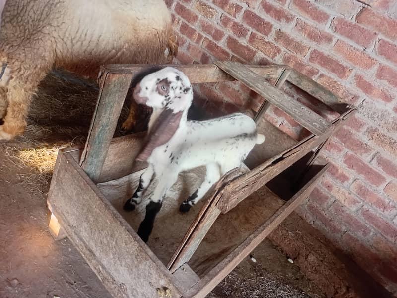 دھوپ سٹری کاہنہ نو لاہور 2