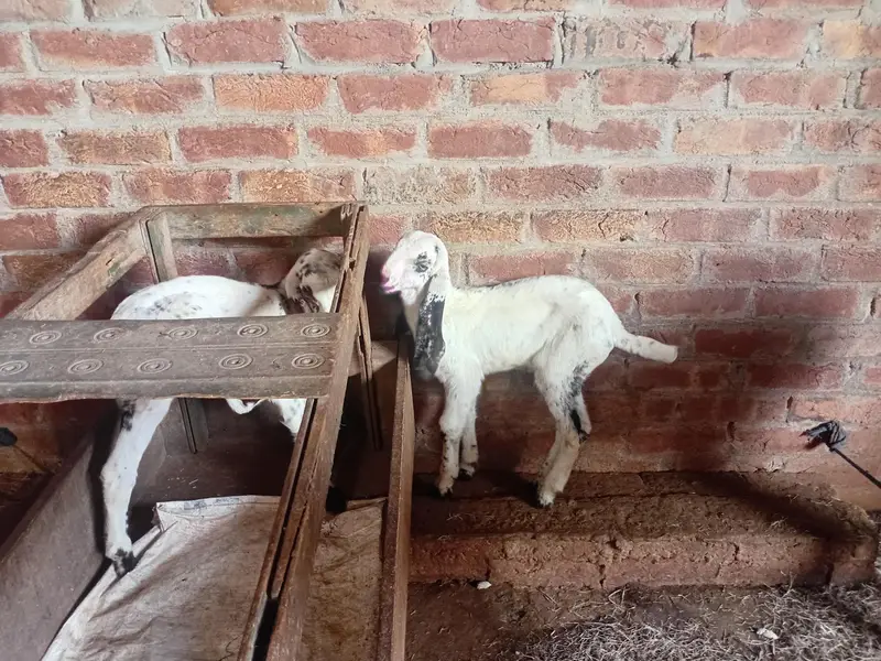 دھوپ سٹری کاہنہ نو لاہور — photo 5