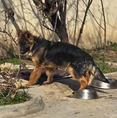 German Shepherd Dog