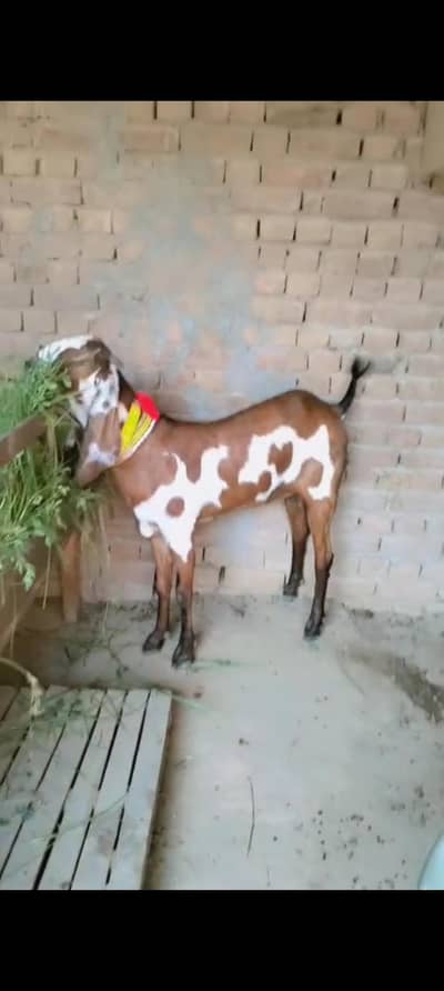 piuer dasi nagri phuth