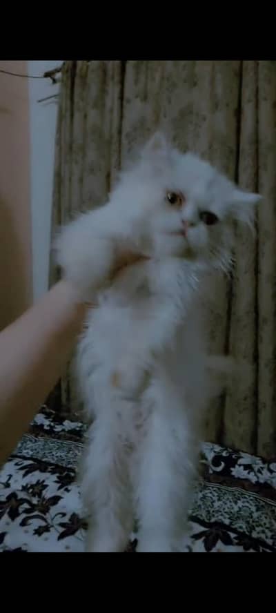 PERSIAN KITTEN FEMALE CAT CATS 0,3,1,4,2,2,94,2,96