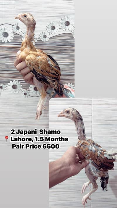 Japanese King OShamo Chicks