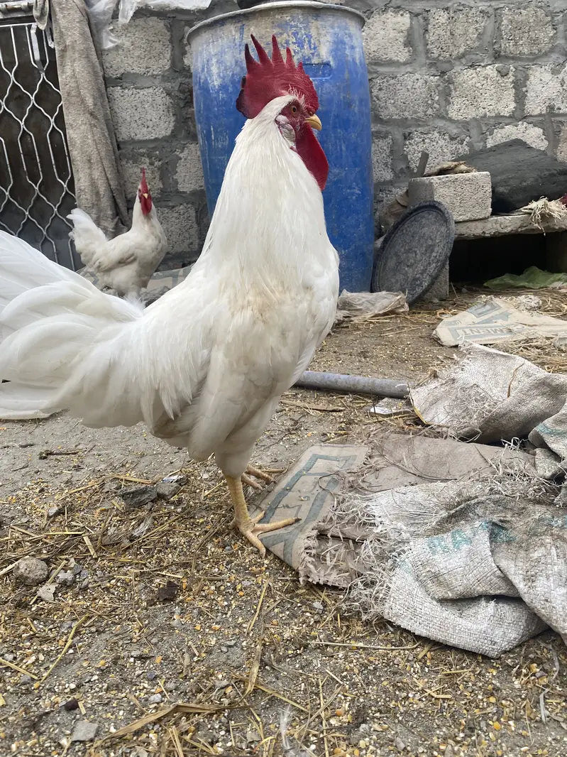 Lohman white male — photo 2