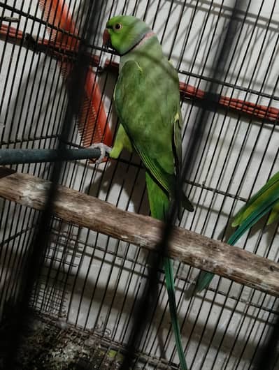 cream paid, fawn, charcole male and Green Ring nack pairs