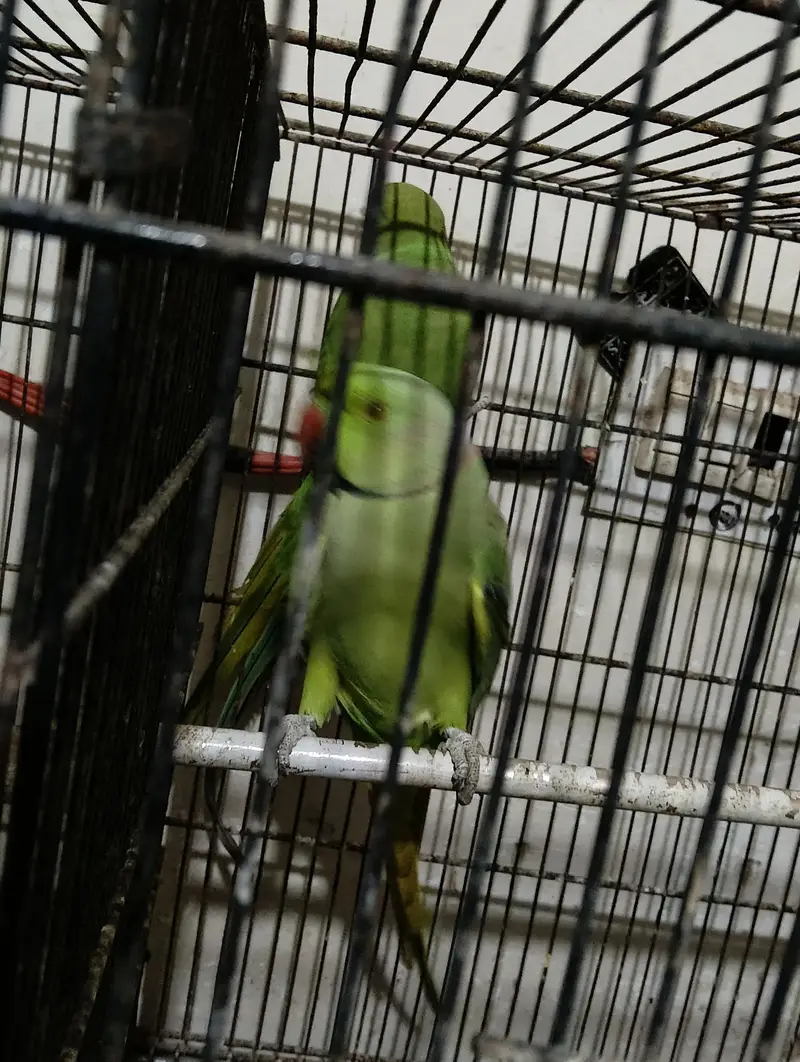 cream paid, fawn, charcole male and Green Ring nack pairs — photo 2