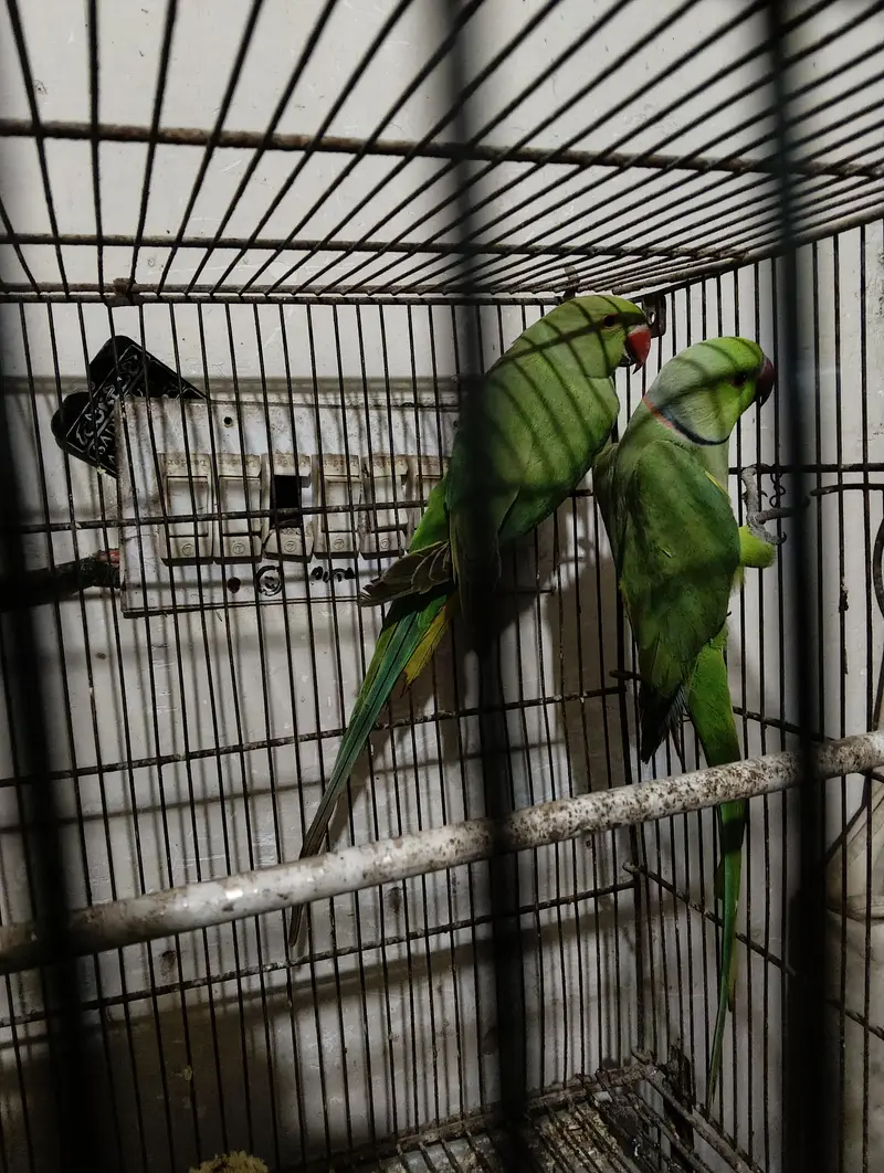 cream paid, fawn, charcole male and Green Ring nack pairs — photo 3