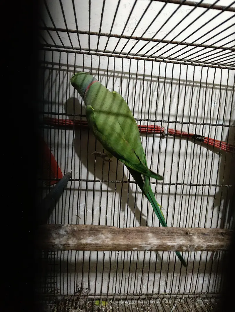 cream paid, fawn, charcole male and Green Ring nack pairs — photo 4