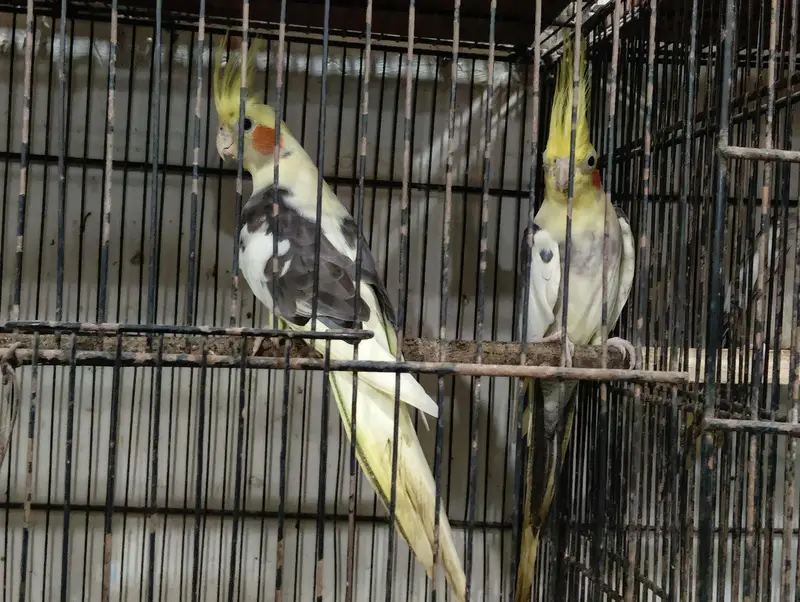 cream paid, fawn, charcole male and Green Ring nack pairs — photo 5