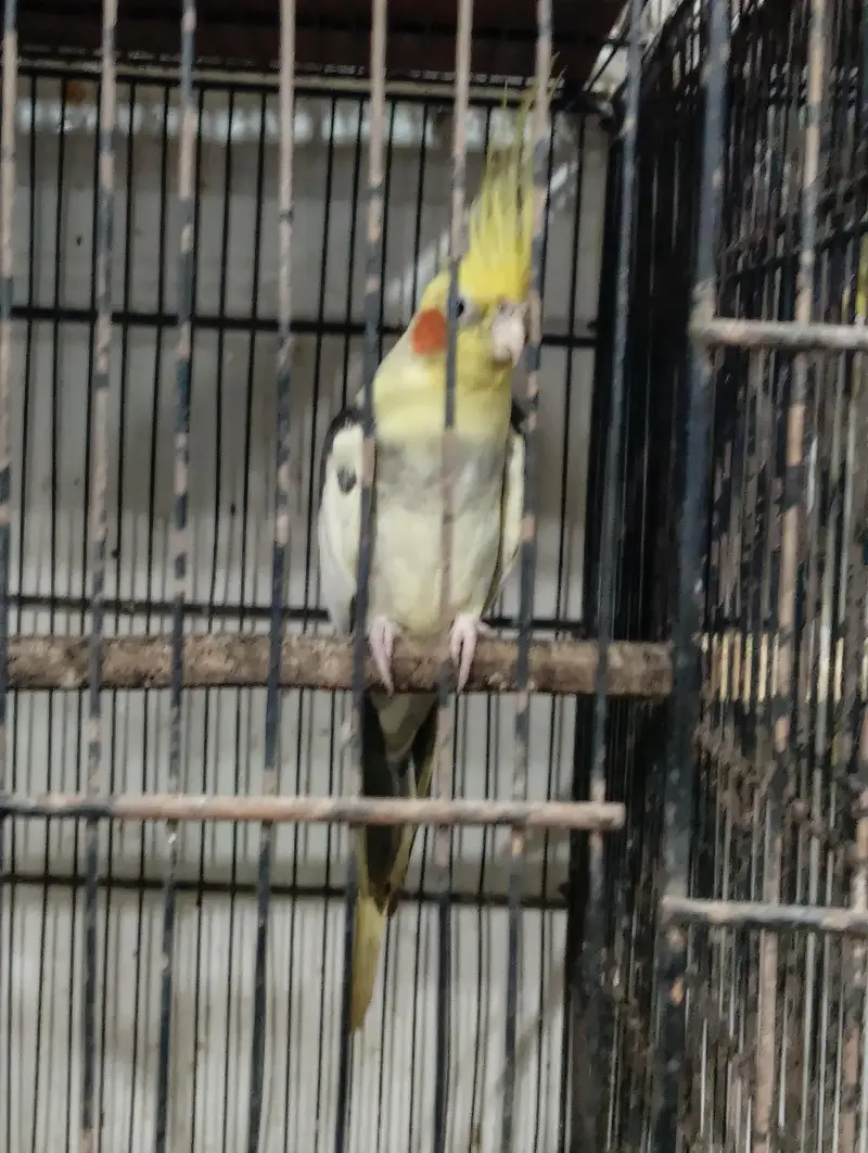 cream paid, fawn, charcole male and Green Ring nack pairs — photo 6