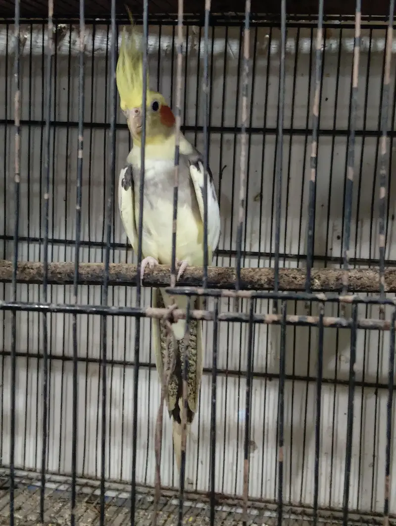 cream paid, fawn, charcole male and Green Ring nack pairs — photo 7