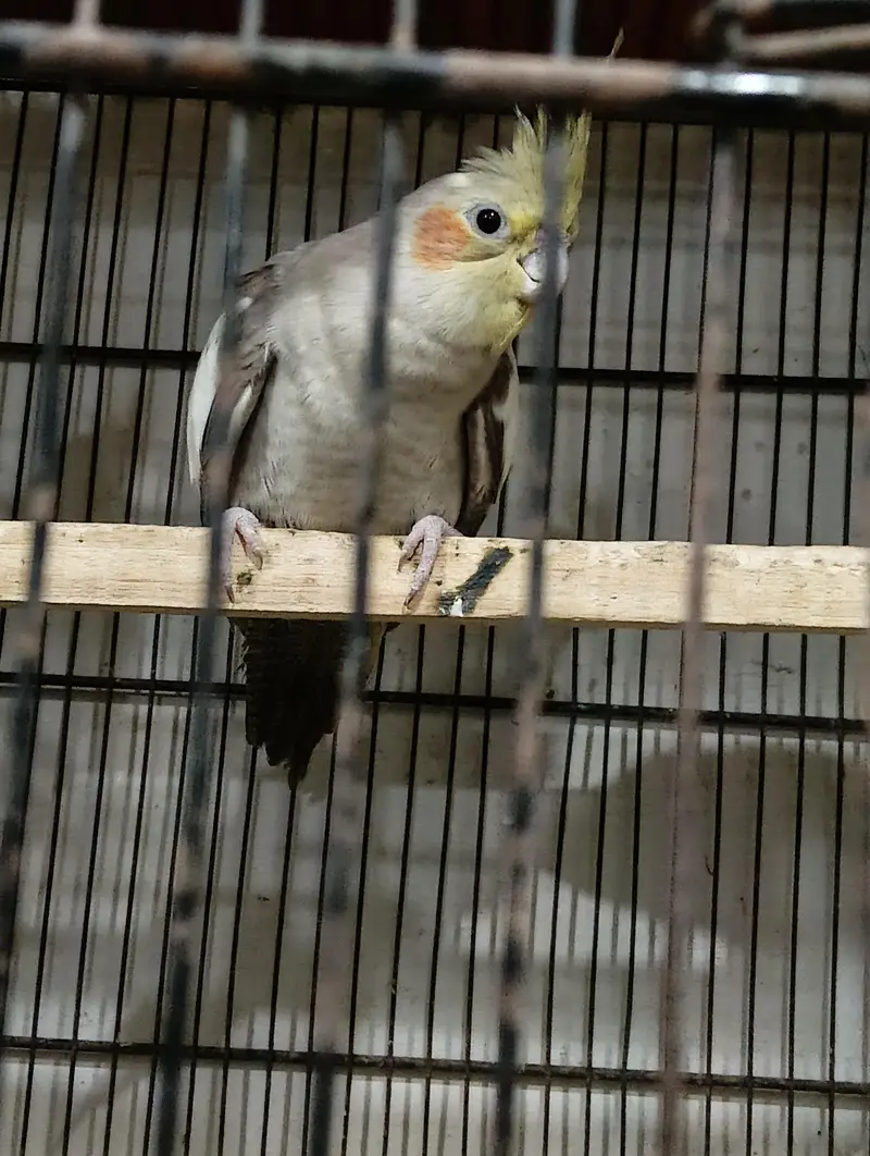 cream paid, fawn, charcole male and Green Ring nack pairs — photo 8