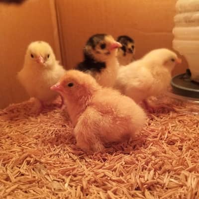 Bantam chicks