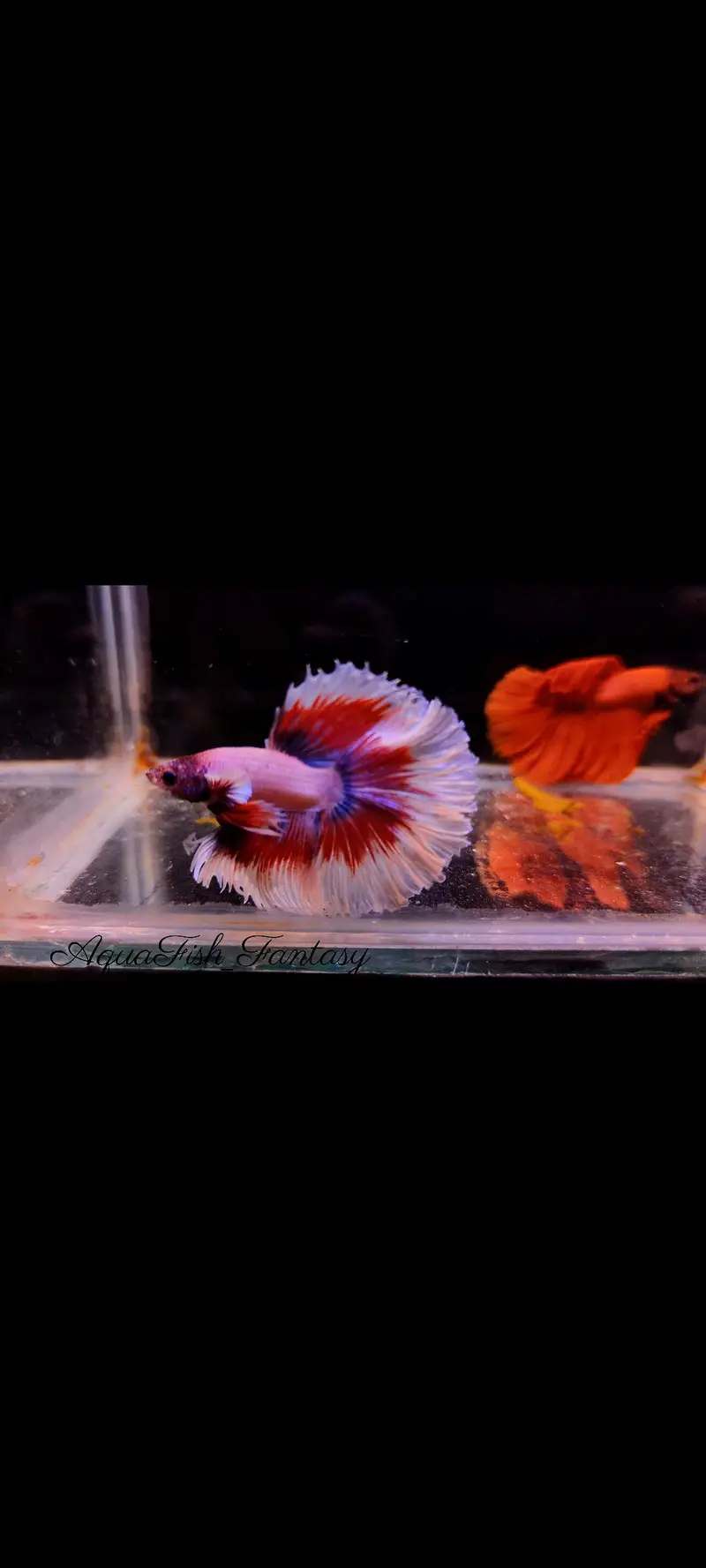 Full Moon Betta Fish — photo 2