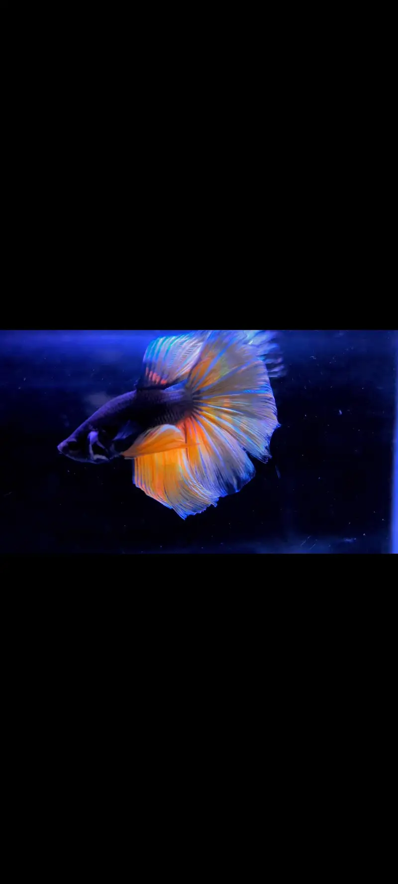 Full Moon Betta Fish — photo 3