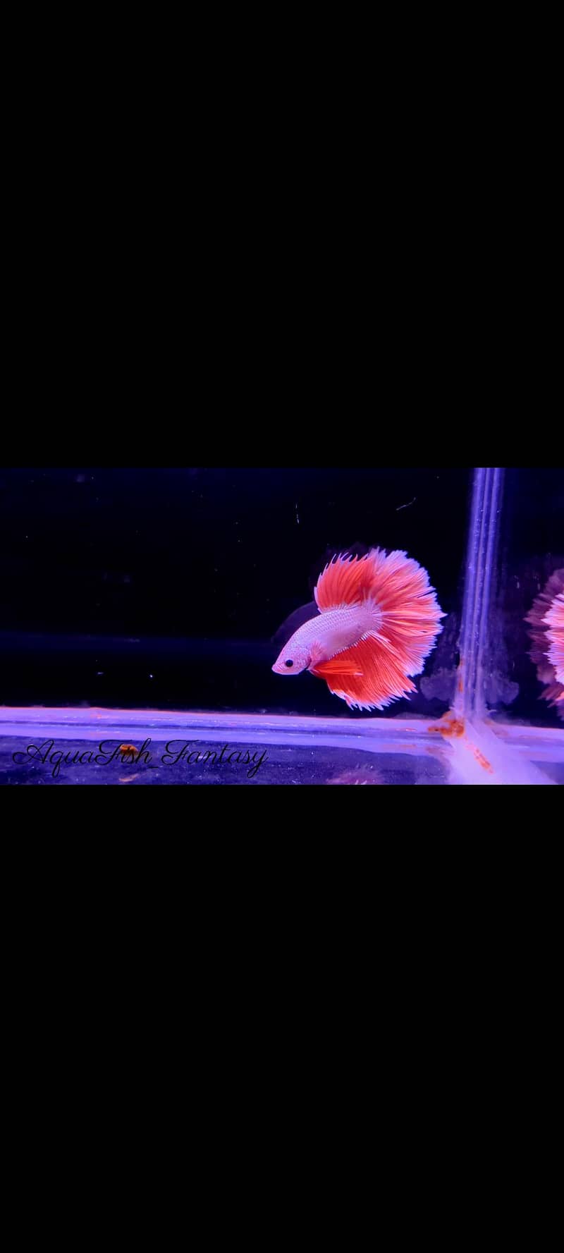 Full Moon Betta Fish 3