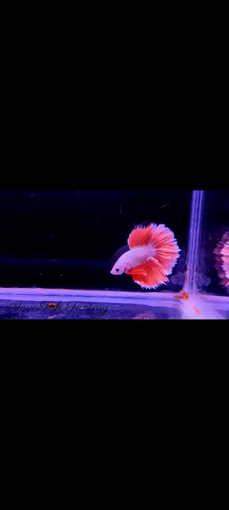Full Moon Betta Fish — photo 4