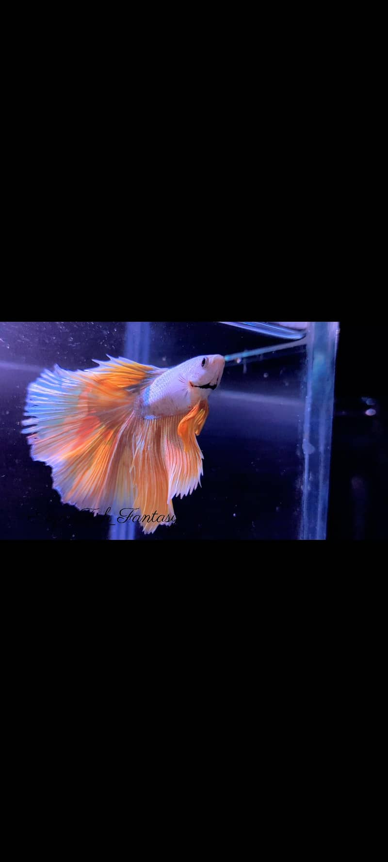 Full Moon Betta Fish 4