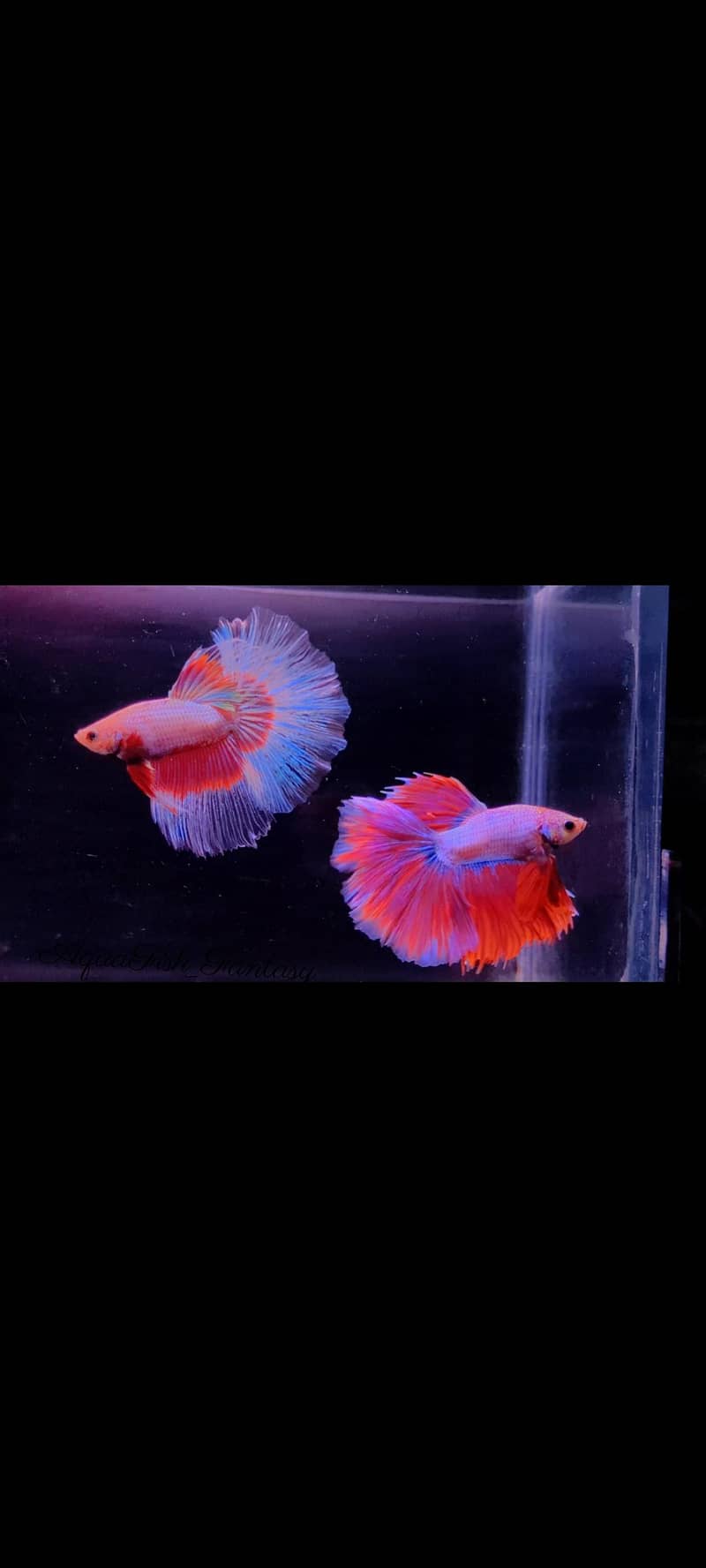 Full Moon Betta Fish 5