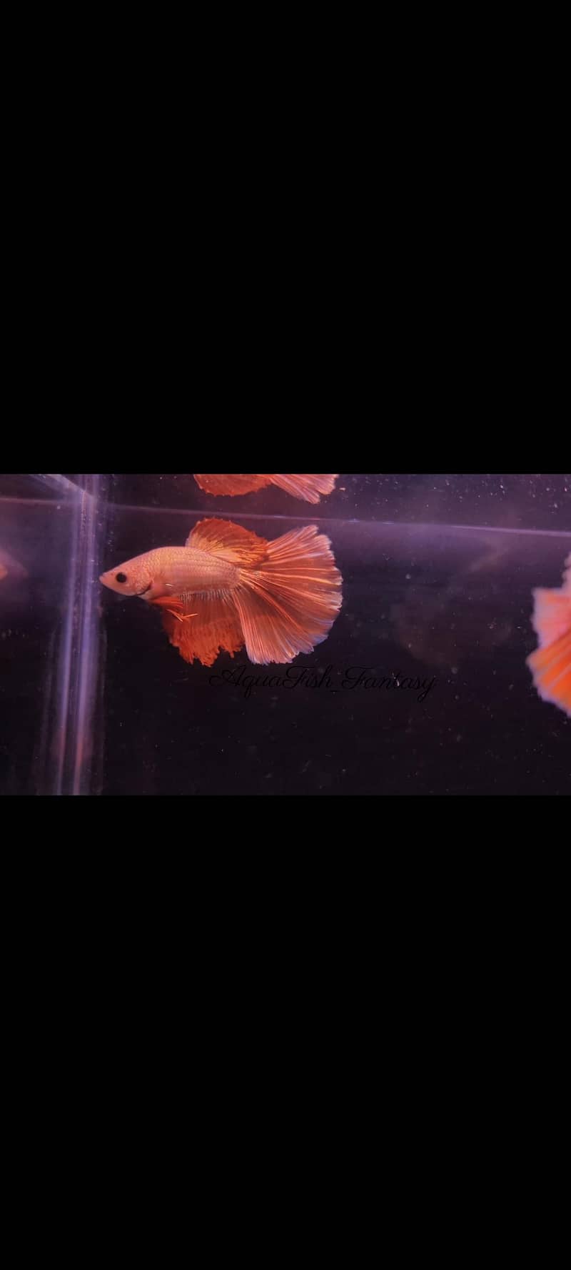 Full Moon Betta Fish 6