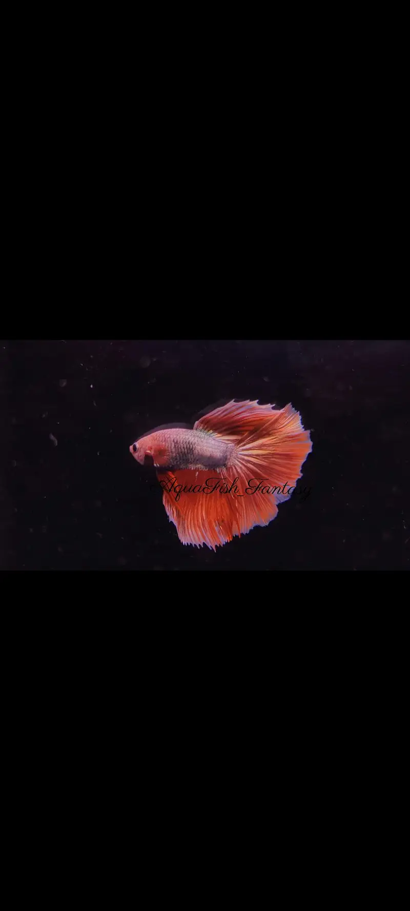 Full Moon Betta Fish — photo 8