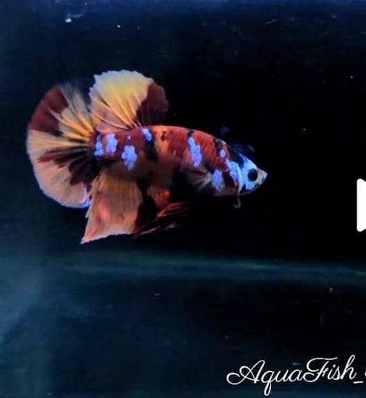 Full Moon Betta Fish 8