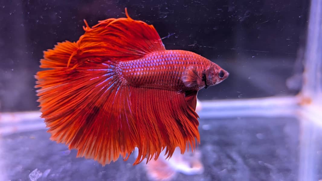 Full Moon Betta Fish 9
