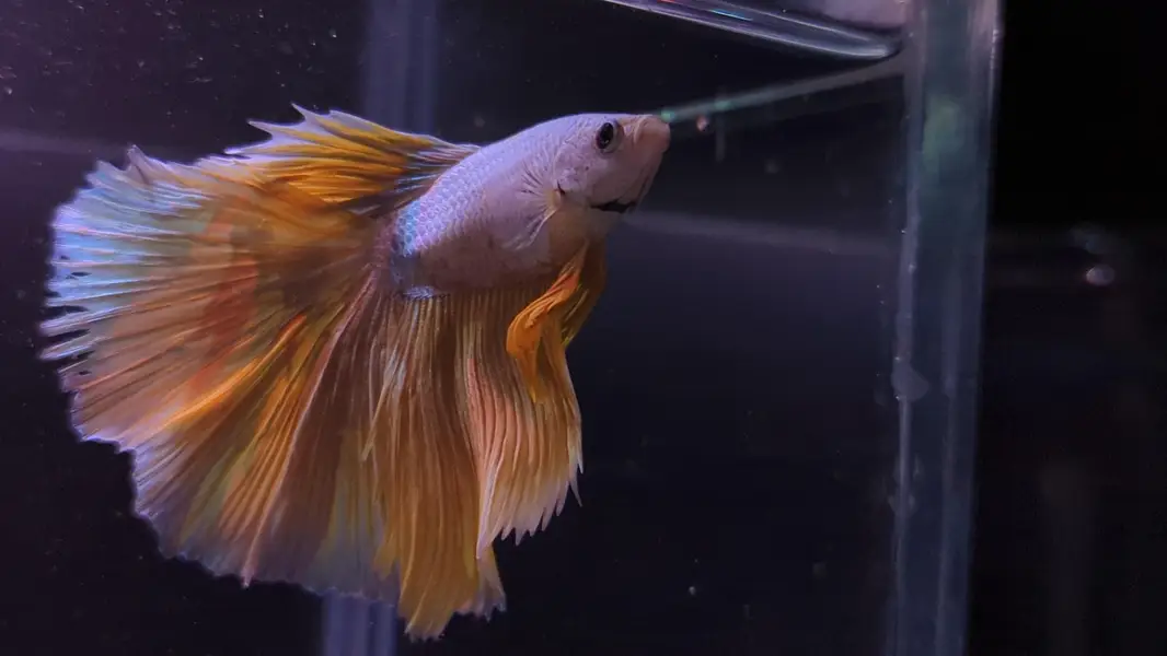 Full Moon Betta Fish — photo 11