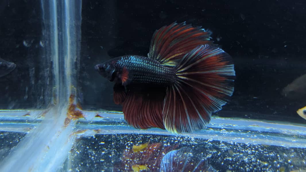 Full Moon Betta Fish 11