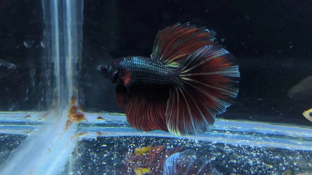 Full Moon Betta Fish — photo 12